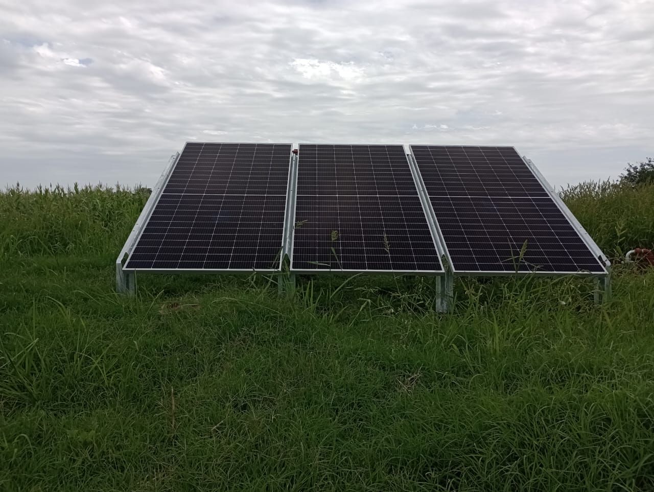 Hereford, Argentine, Février 2025