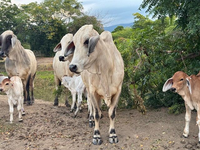 Finca las Garzas, Colombie, Février 2025