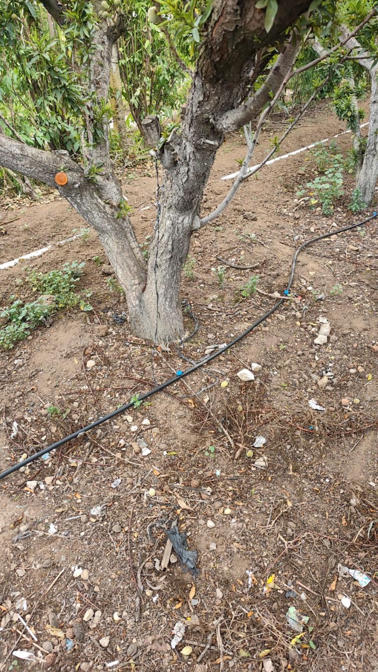 Finca Campo Rosas, Guatemala, Maio 2026